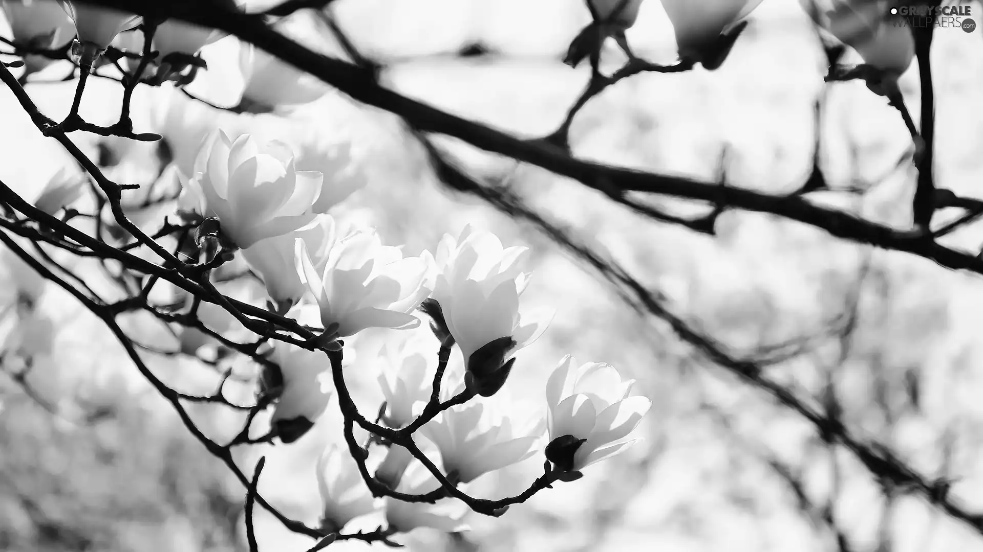 Magnolia, Twigs, Flowers