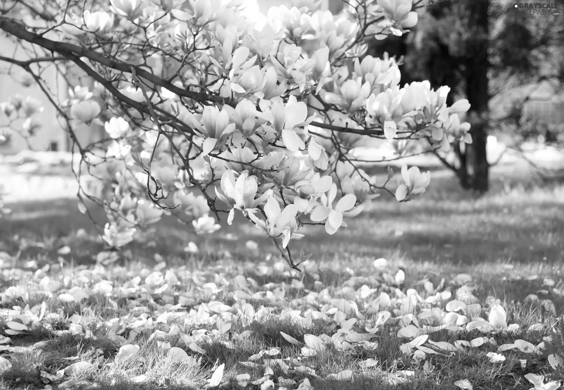 Flowers, magnolia