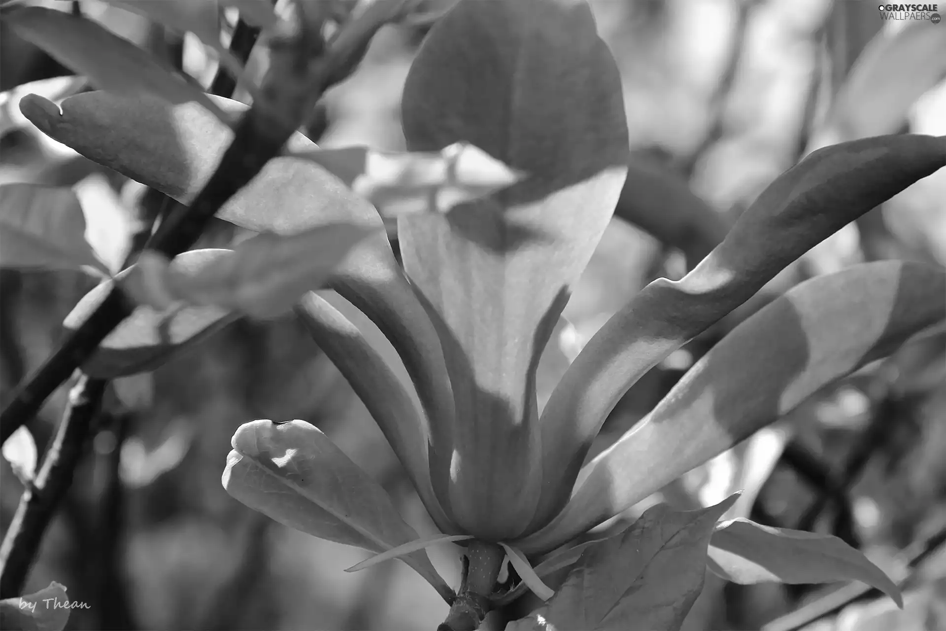 Pink, Magnolia