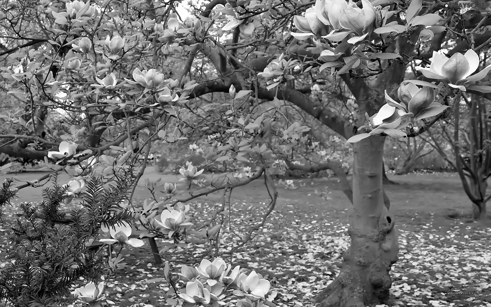 Spring, Blossoming, Magnolia, Park