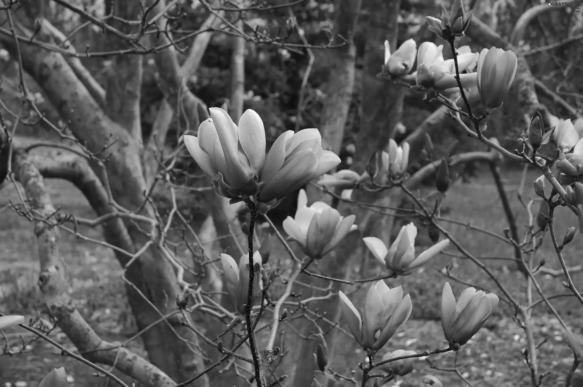 Magnolias, trees, purple