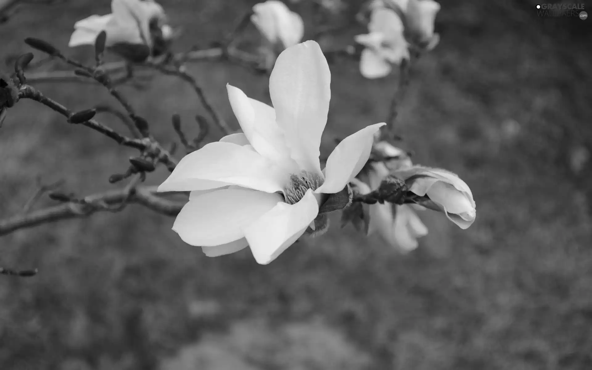 Magnolii, White, Flowers