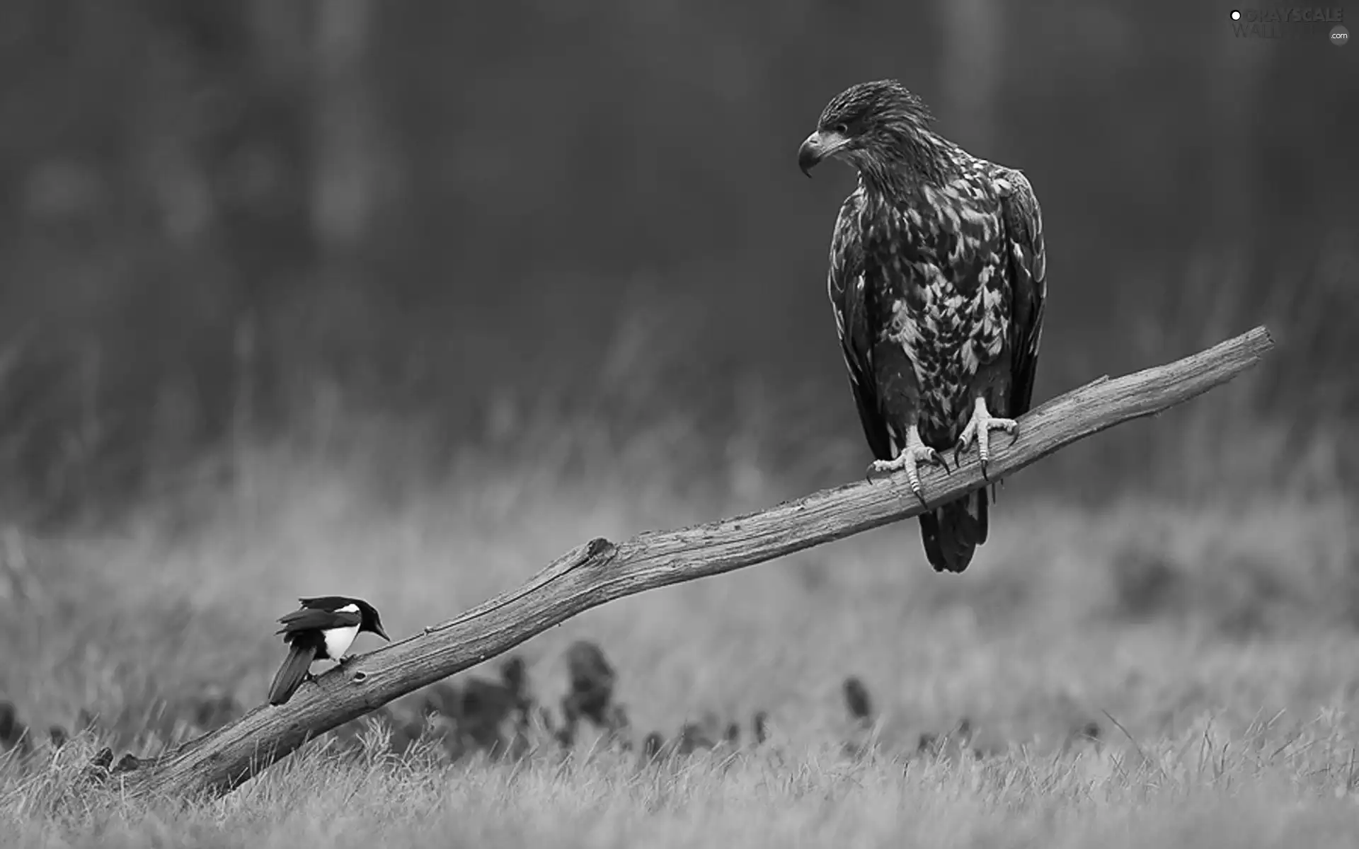 magpie, Eagle Front, branch
