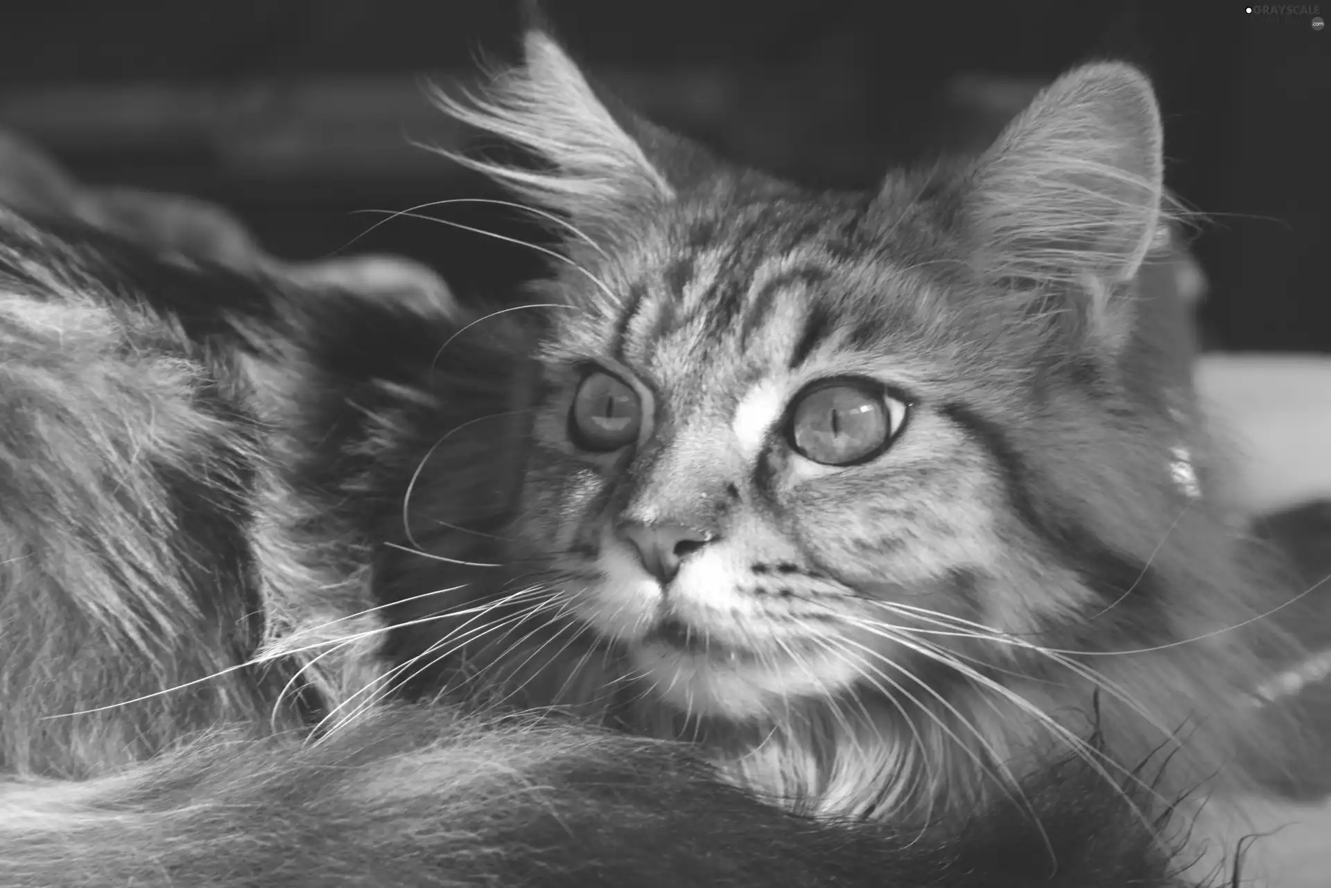 lying, kitten, Maine Coon, Gray