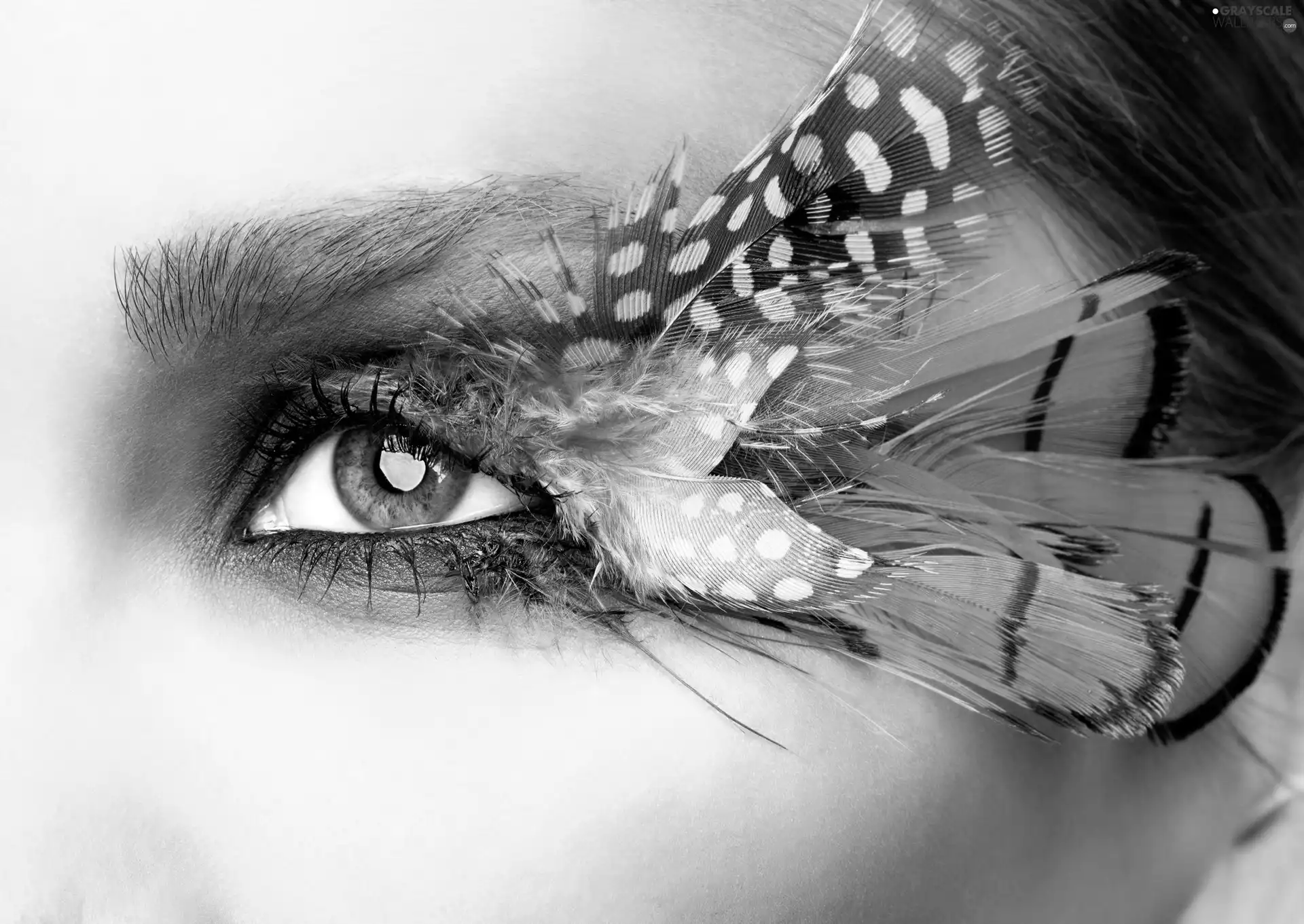 eye, color, make-up, feather