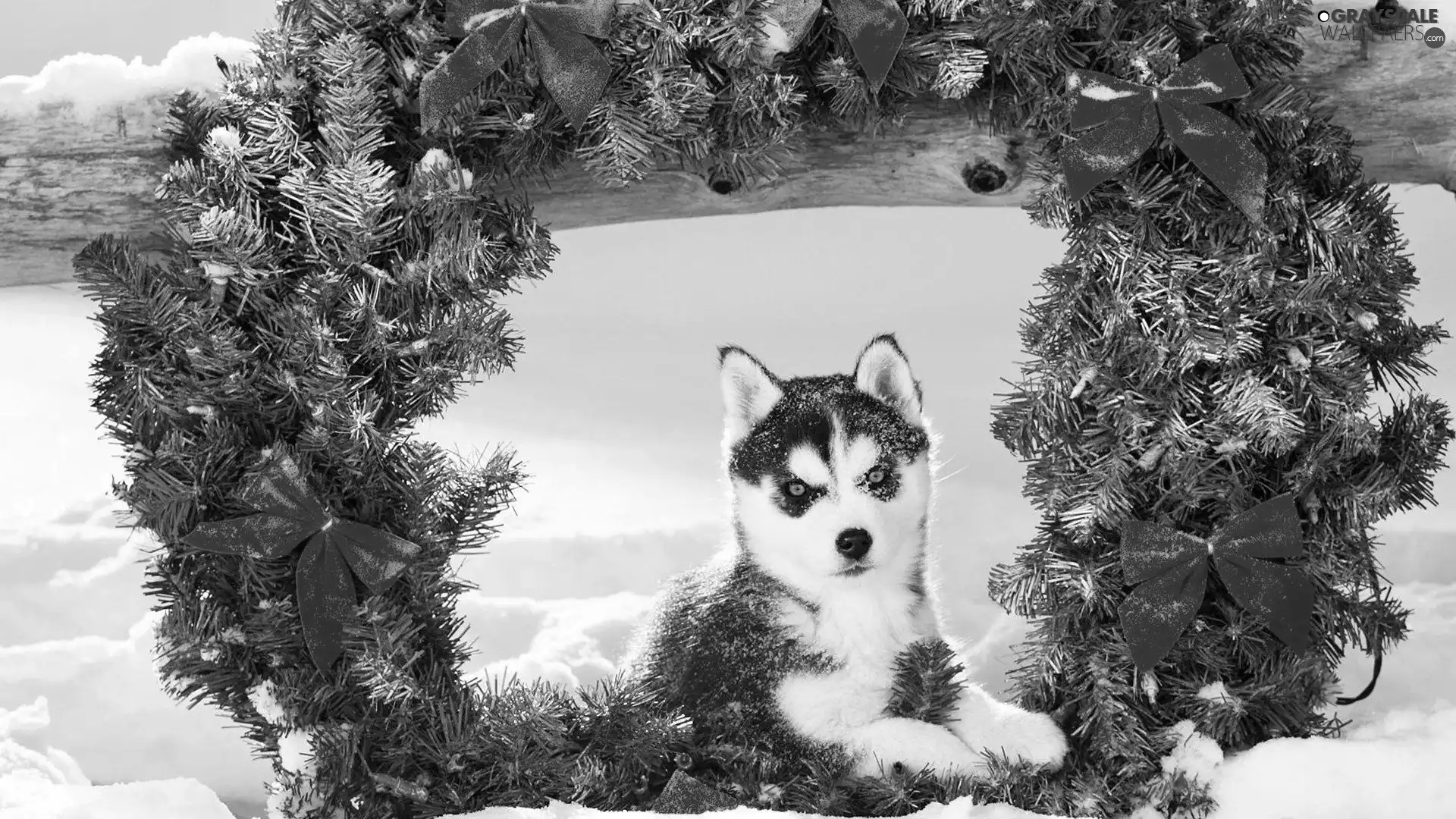 wreath, Siberian Husky, winter