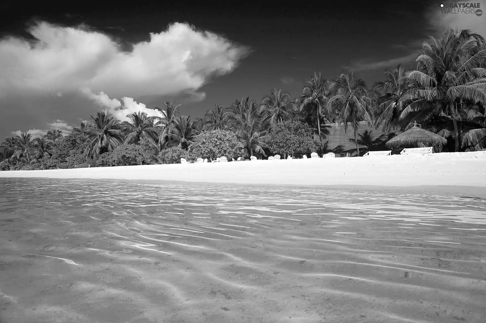 sea, Palms, Maldives, Beaches