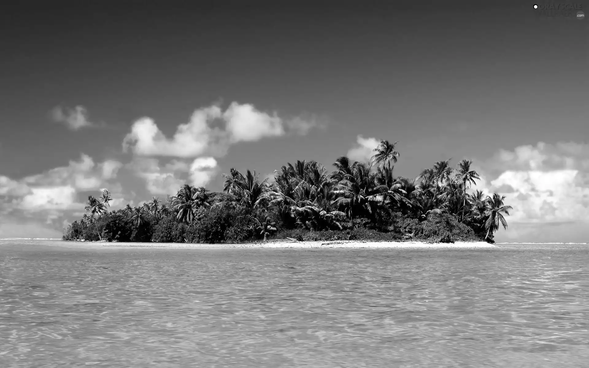 sea, Palms, Maldives, Island