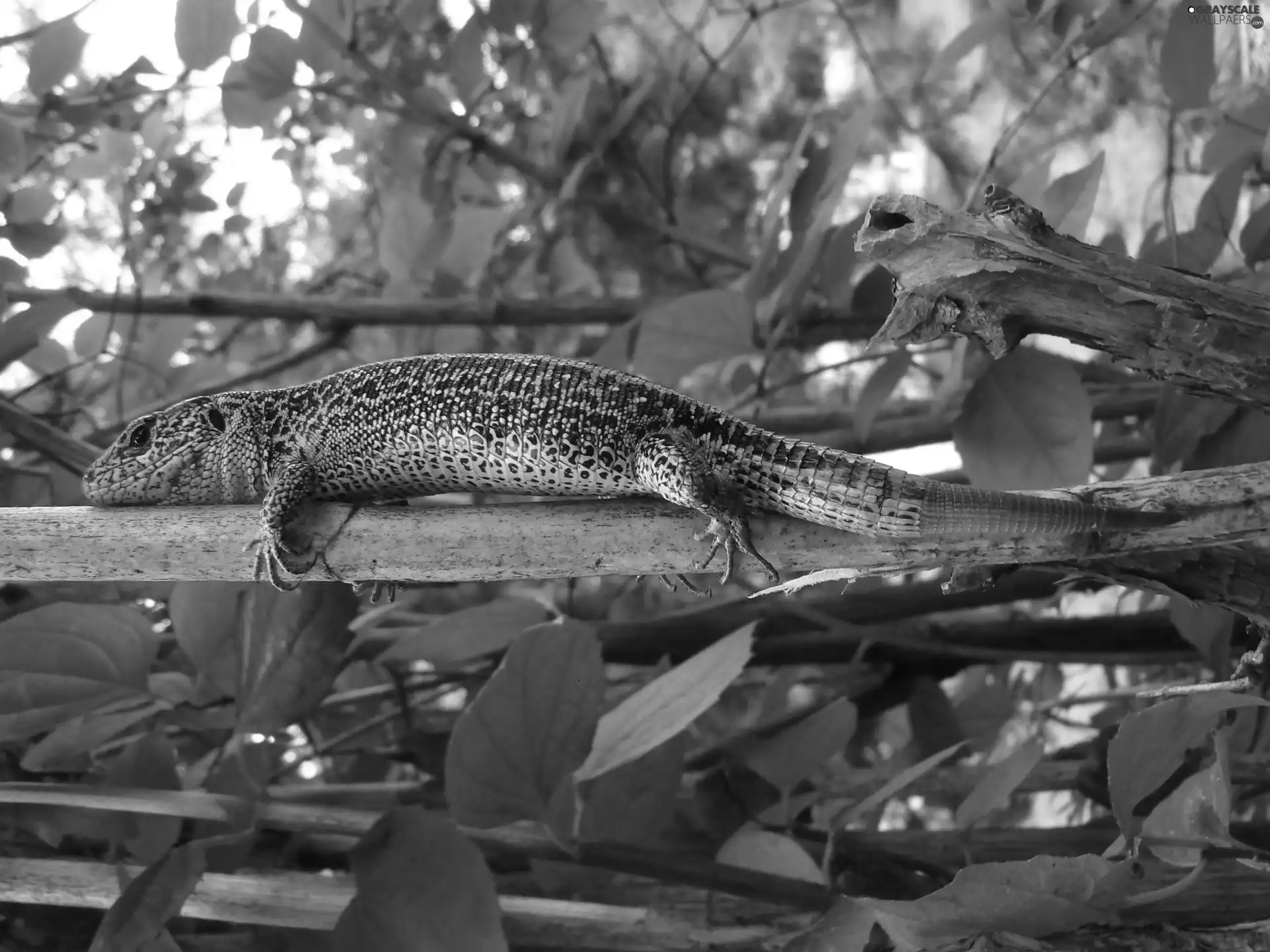 male, lizard, Zwinka