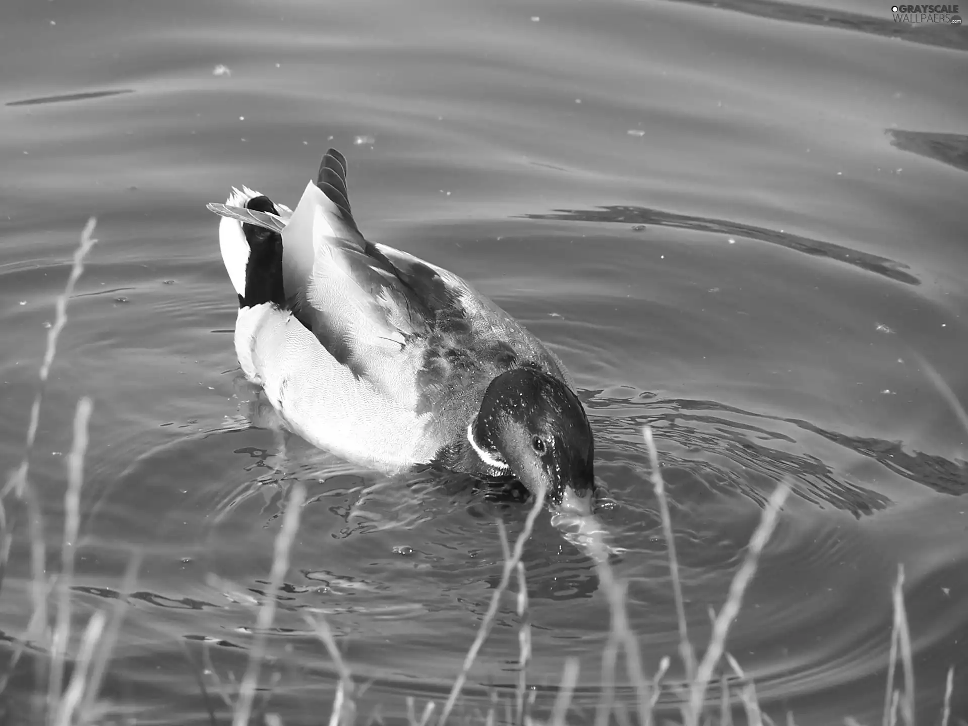 Mallard Duck, lake