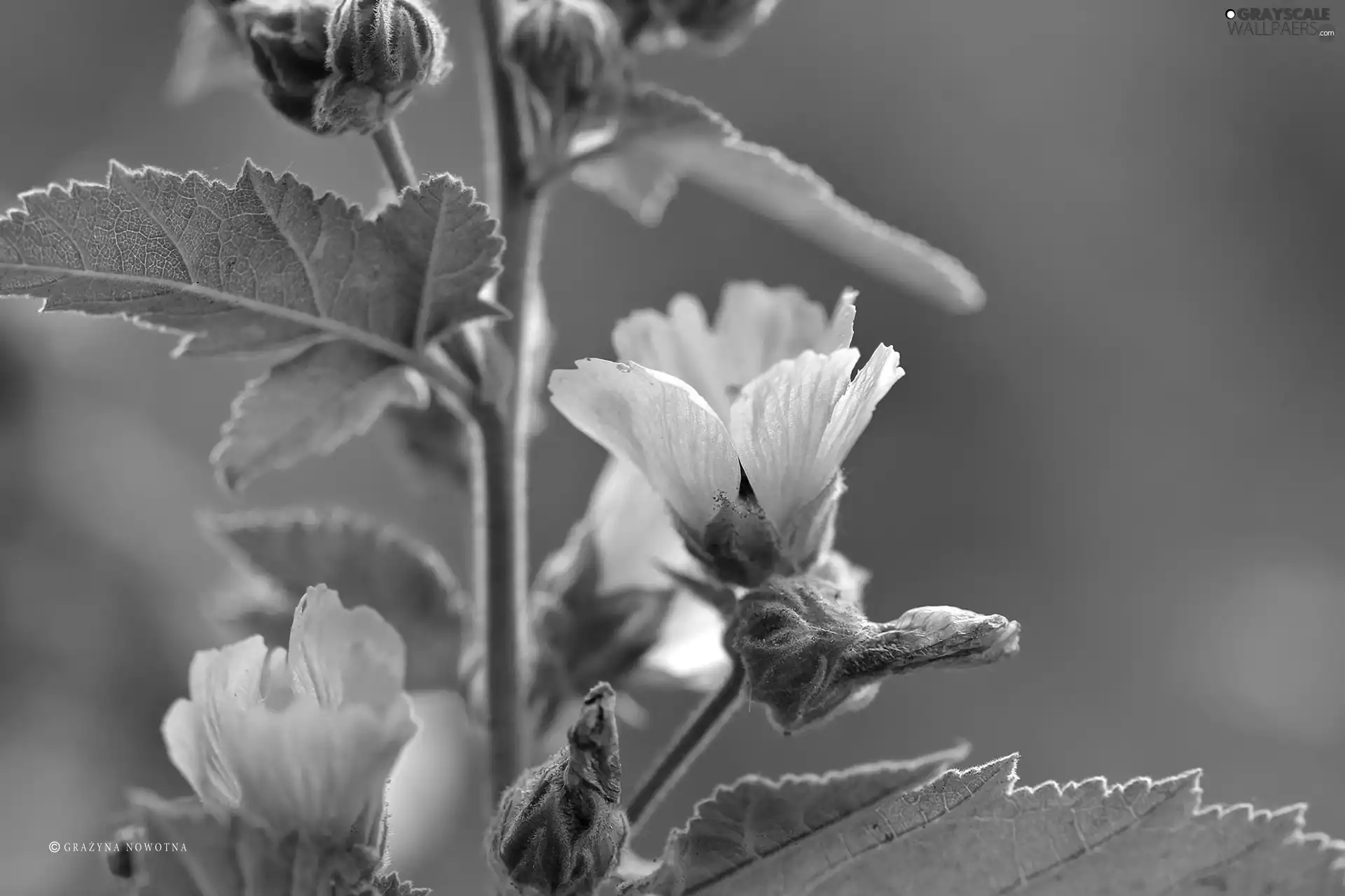 Colourfull Flowers, Pink, mallow