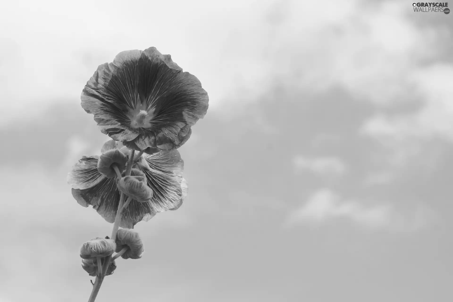 Flowers, mallow