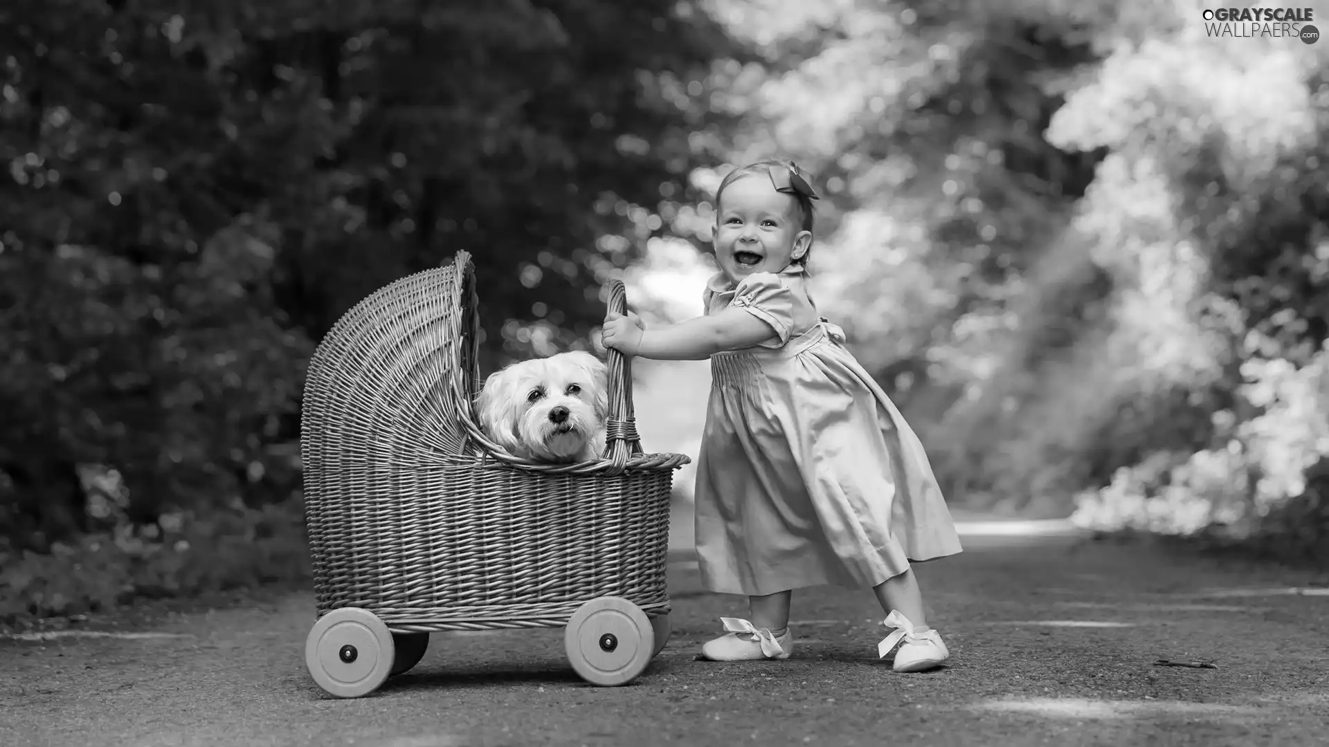dress, girl, dog, Maltese, trolley, Blue