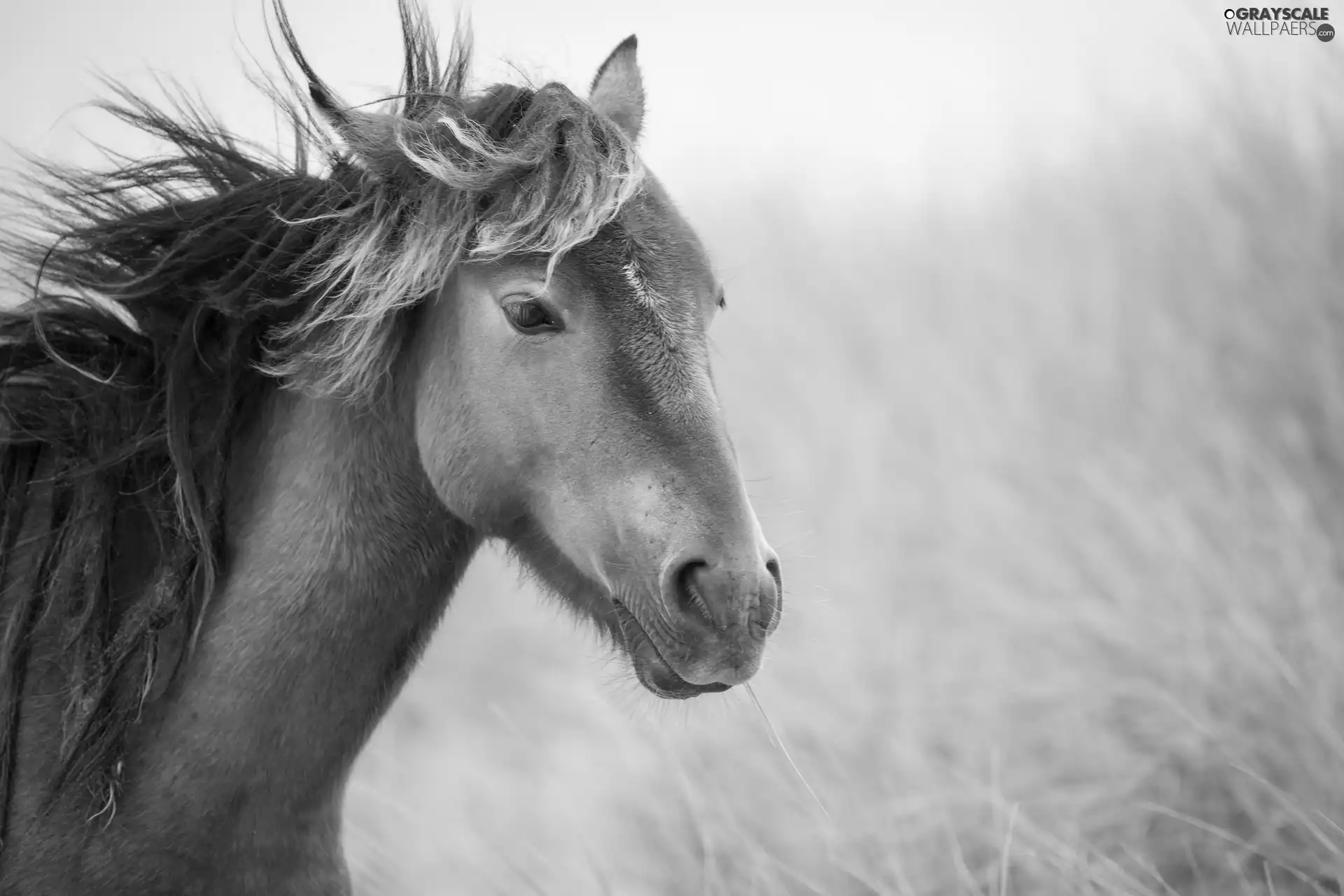 mane, Horse, dispelled