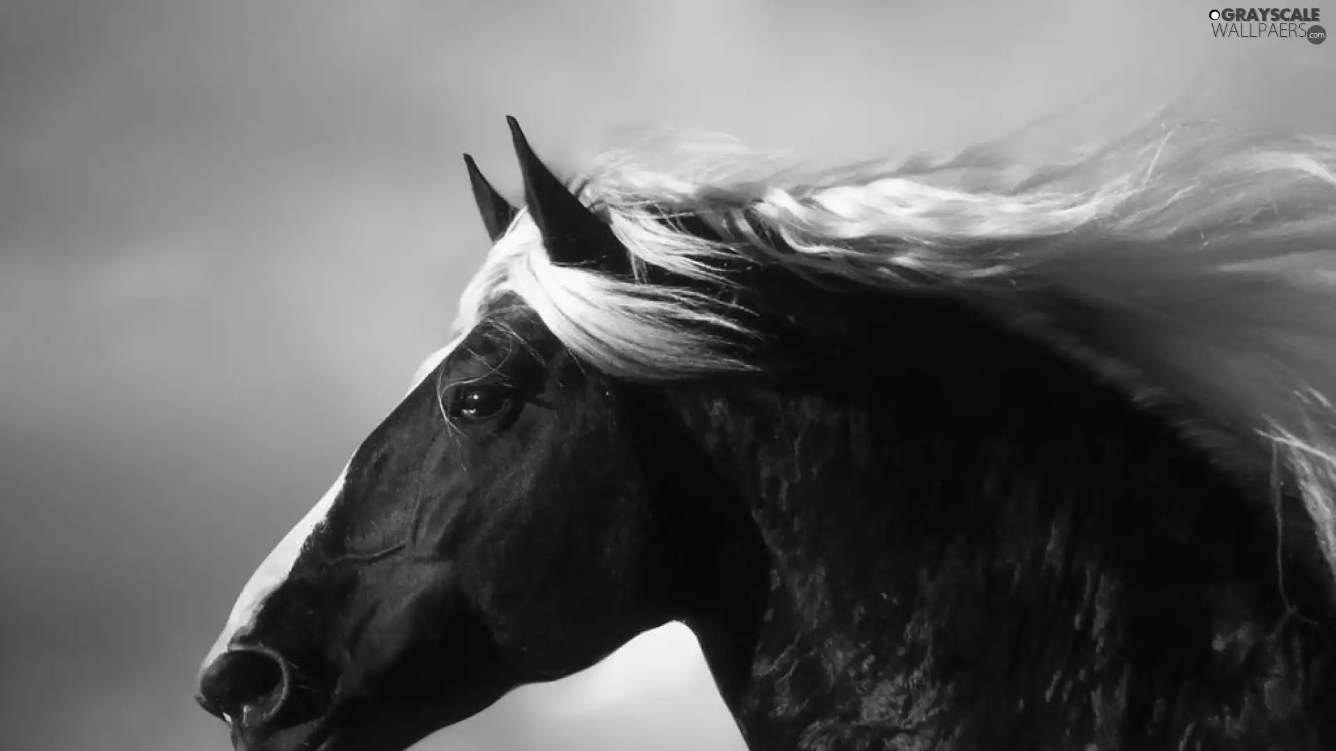 equine, Bright, mane, head