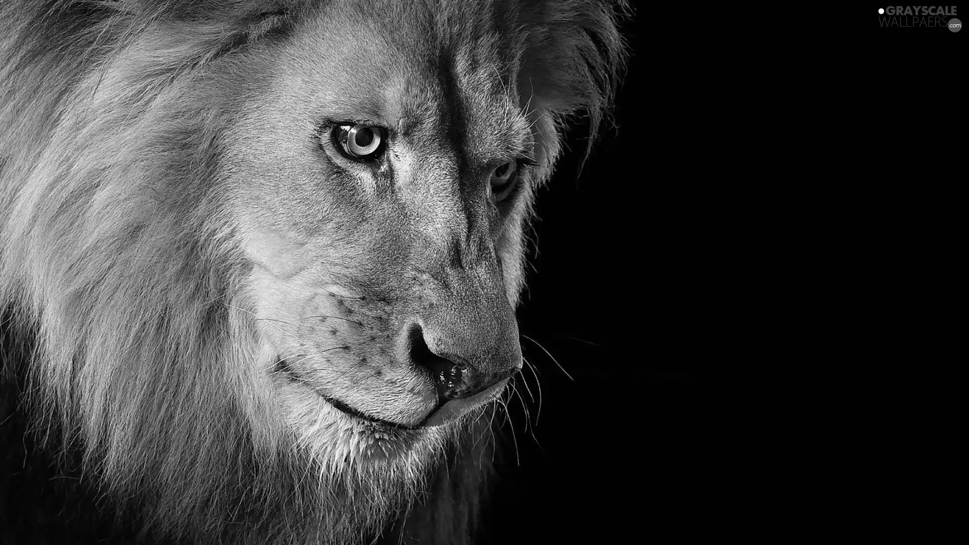 mane, Lion, Eyes