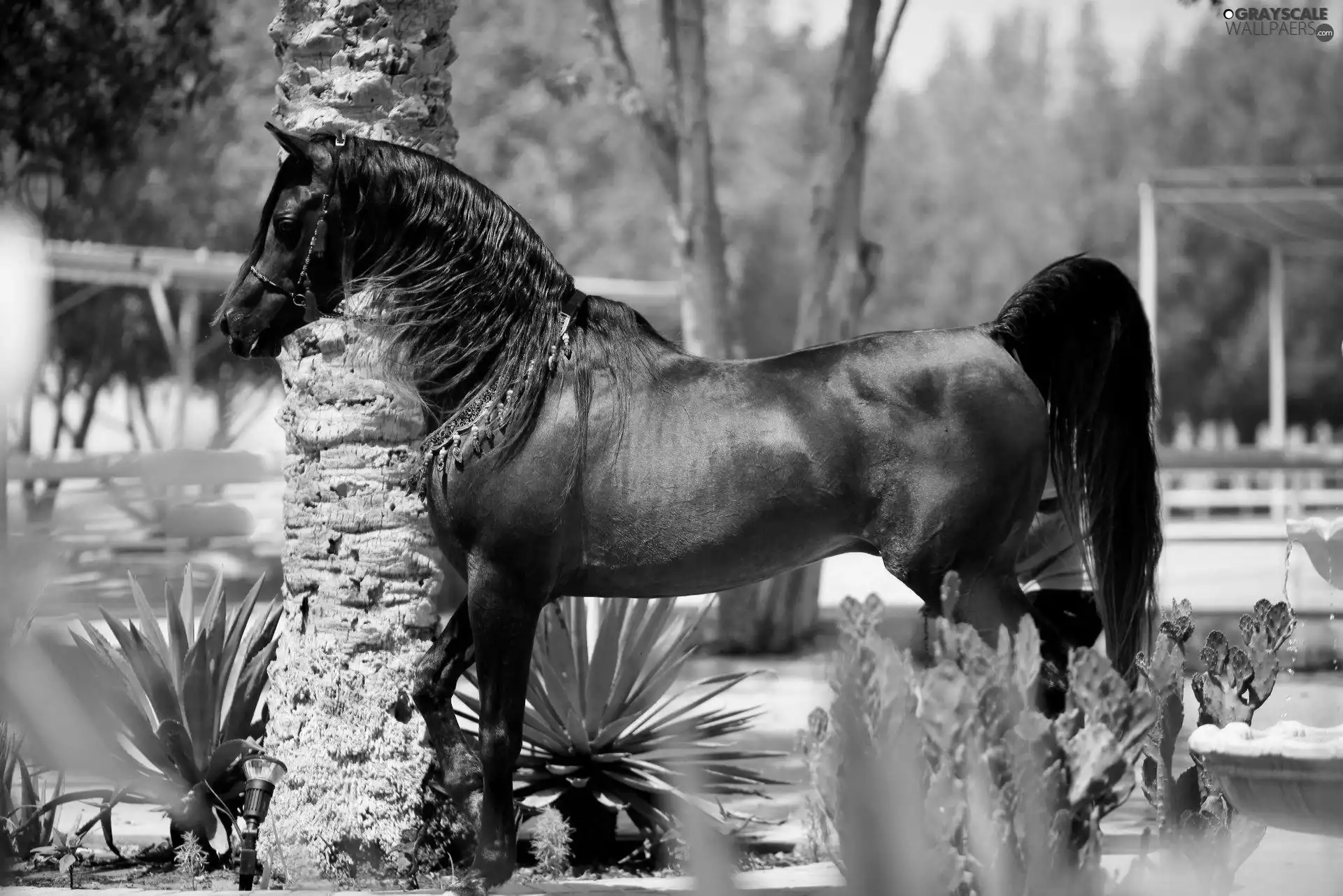 Horse, black, mane, Arab
