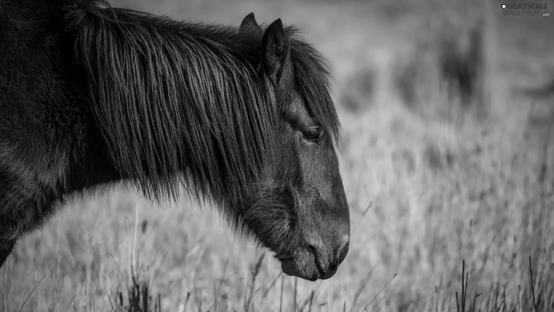 mane, Brown, Horse