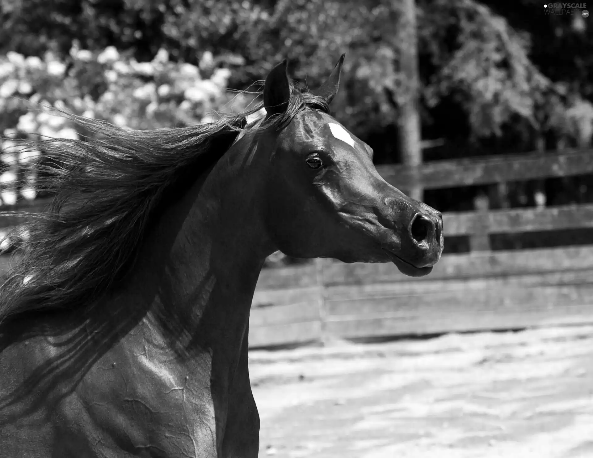 Horse, head, mane, Arabic