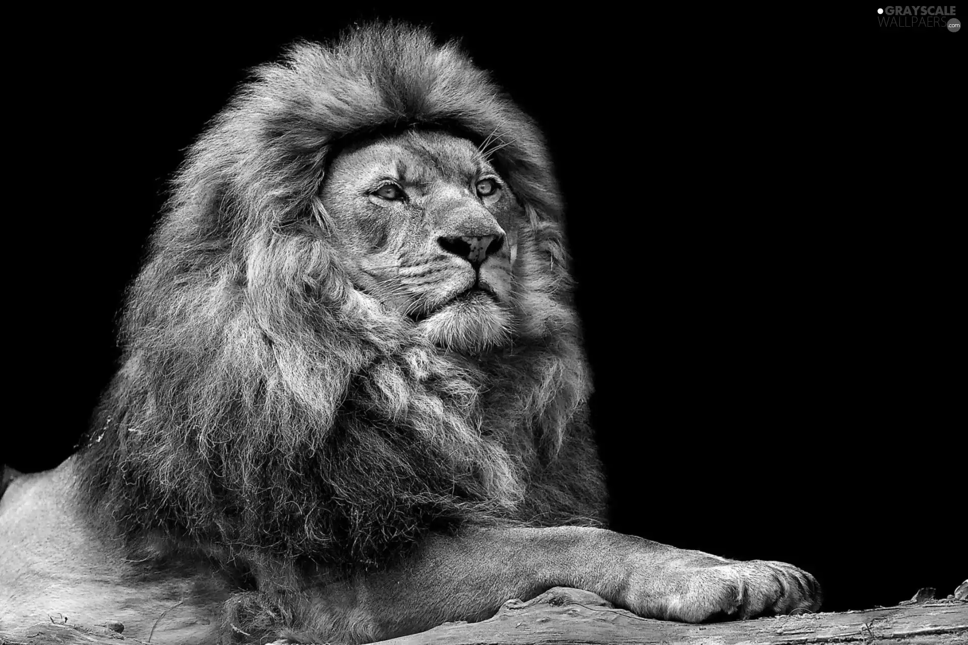 Lion, mane