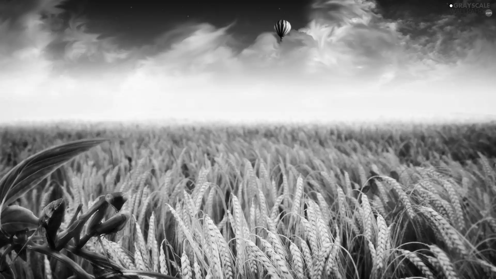 Field, Balloon, mantis, cereals