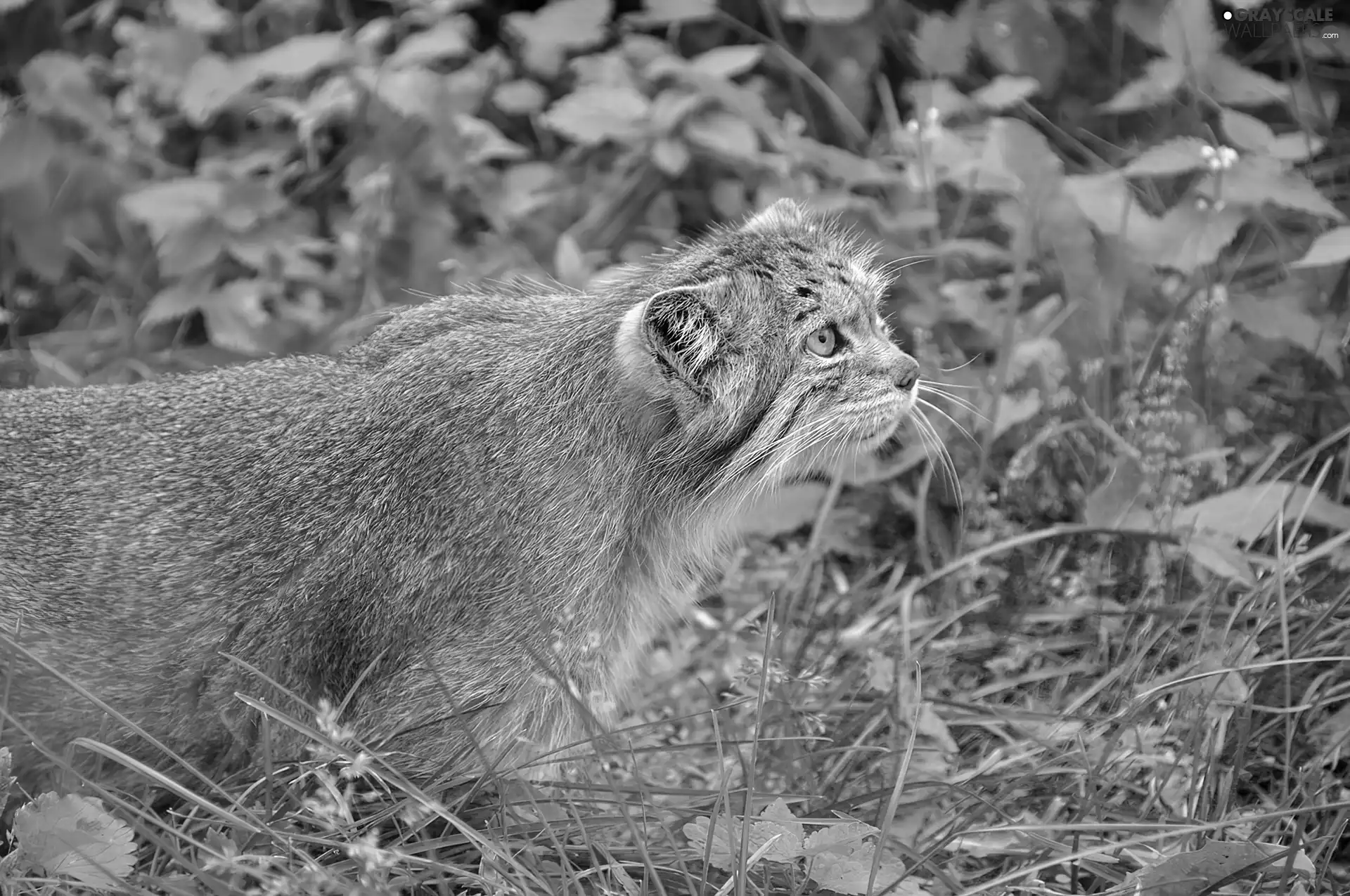 Manul, green