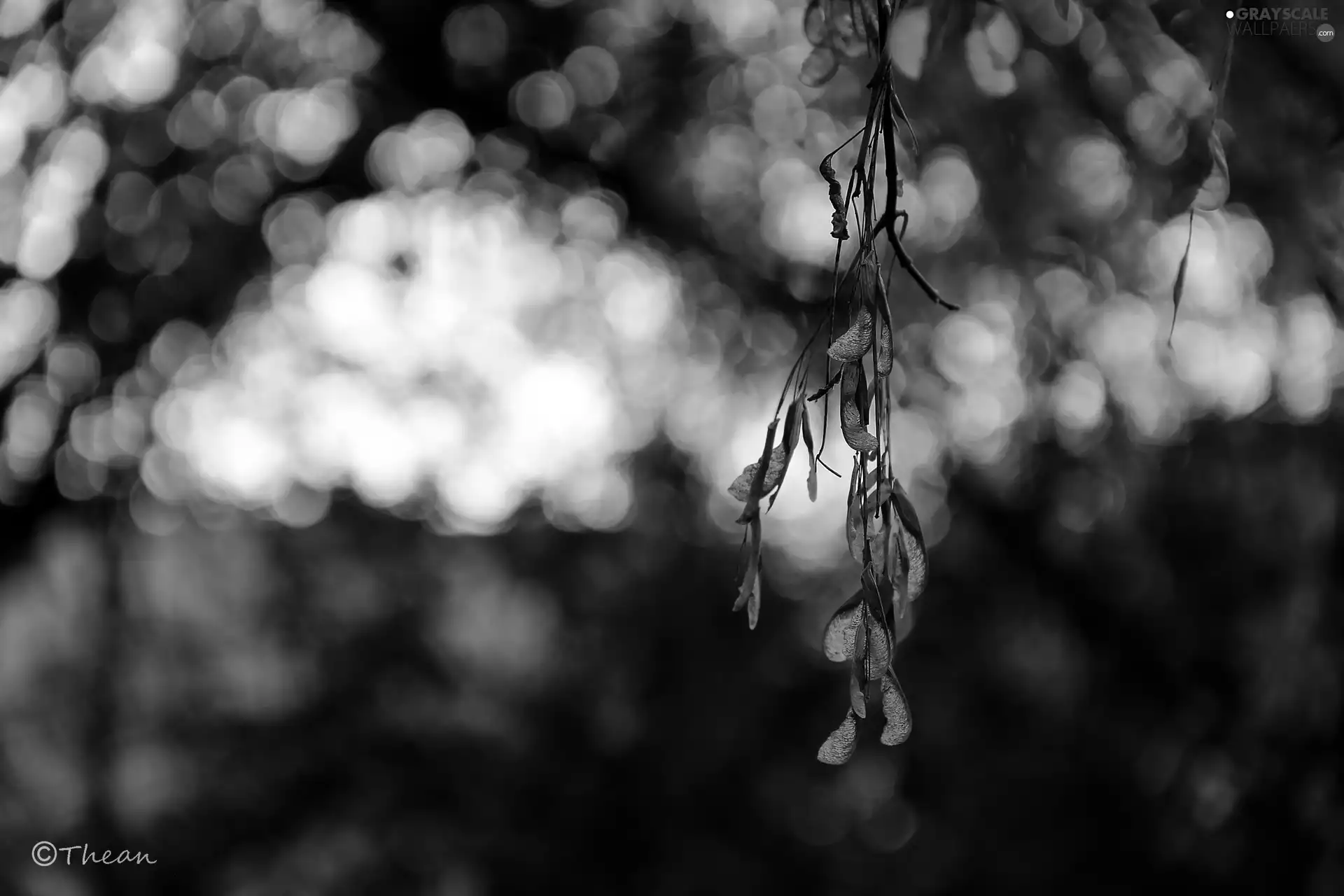 Fruits, maple