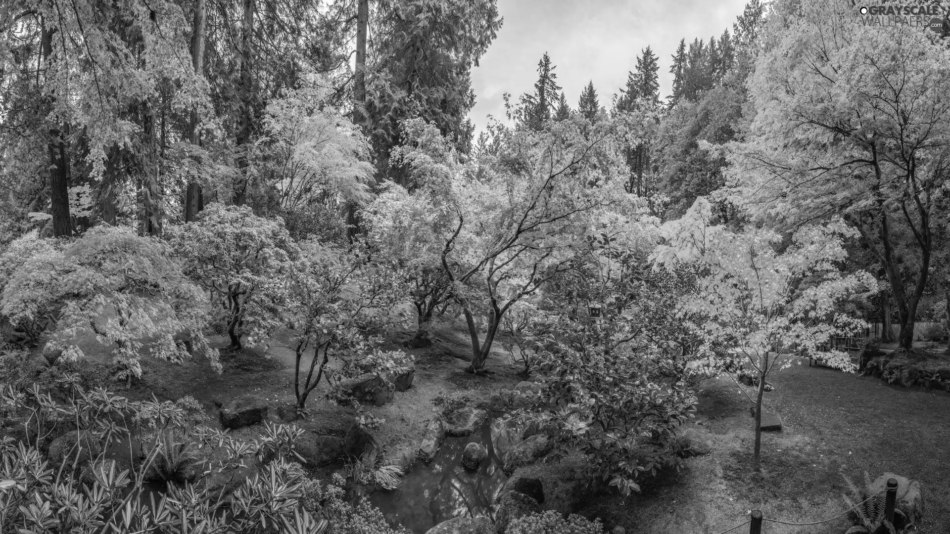 viewes, Japanese Garden, maple, autumn, color, trees