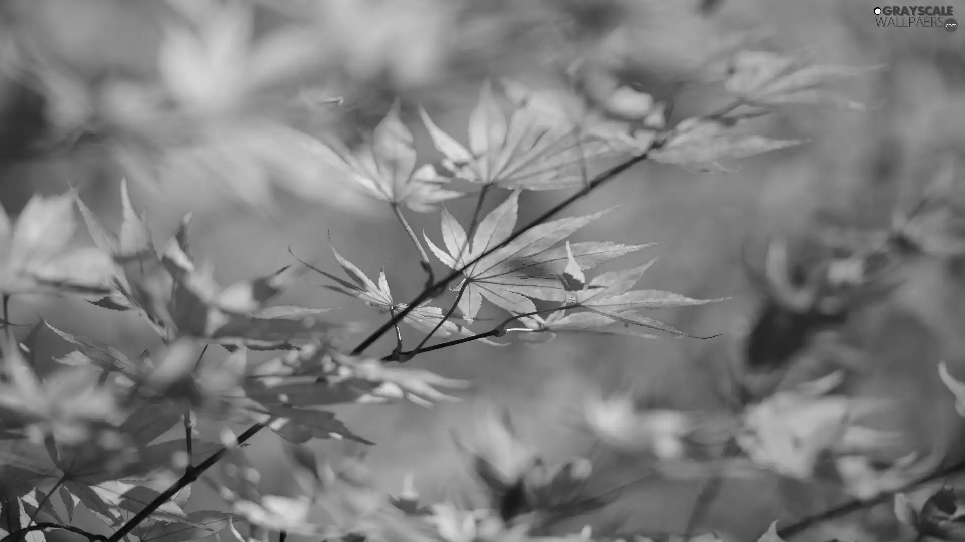 Leaf, maple