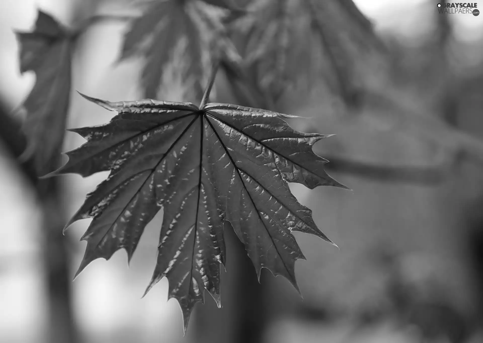 leaf, maple