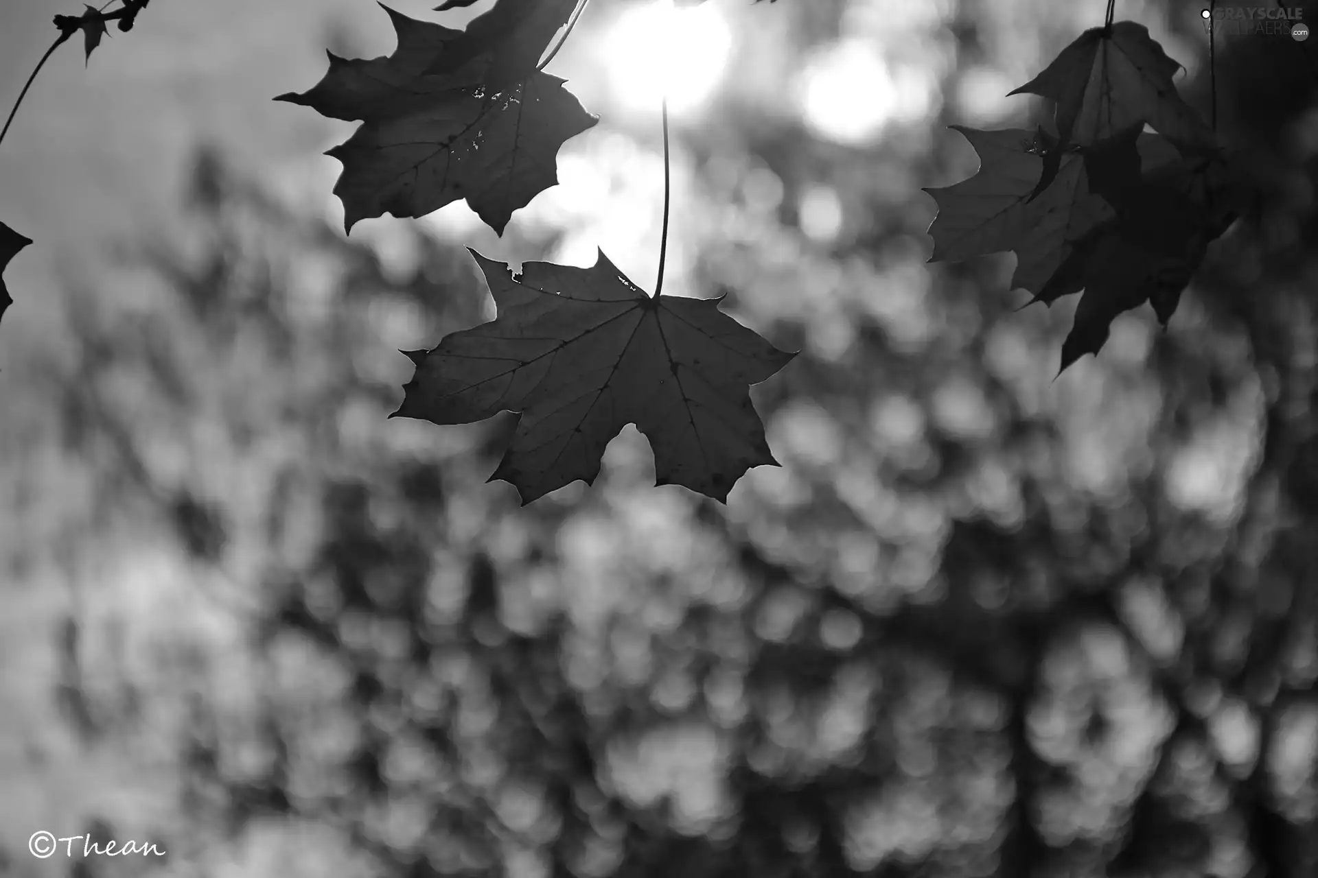 maple, Autumn, Leaf