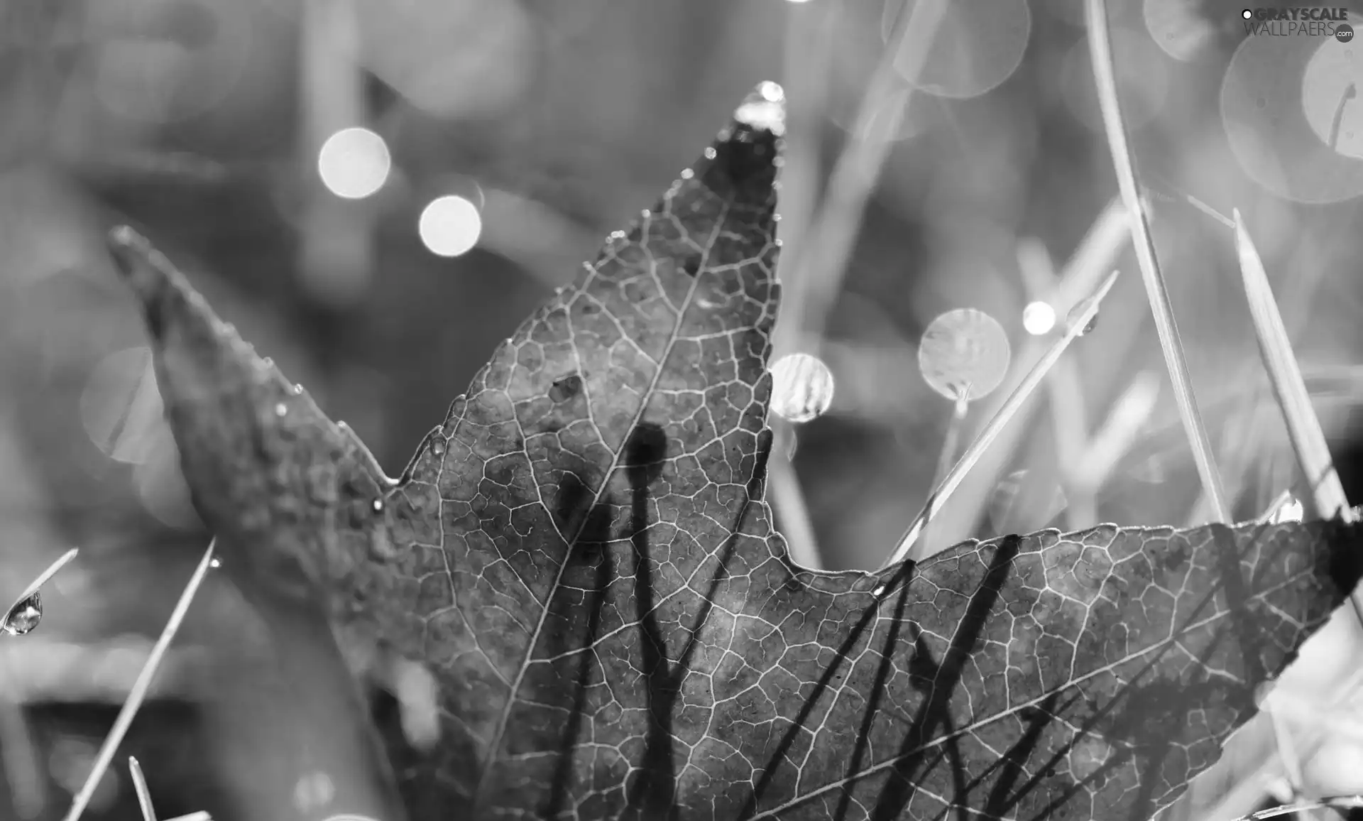 maple, Red, leaf