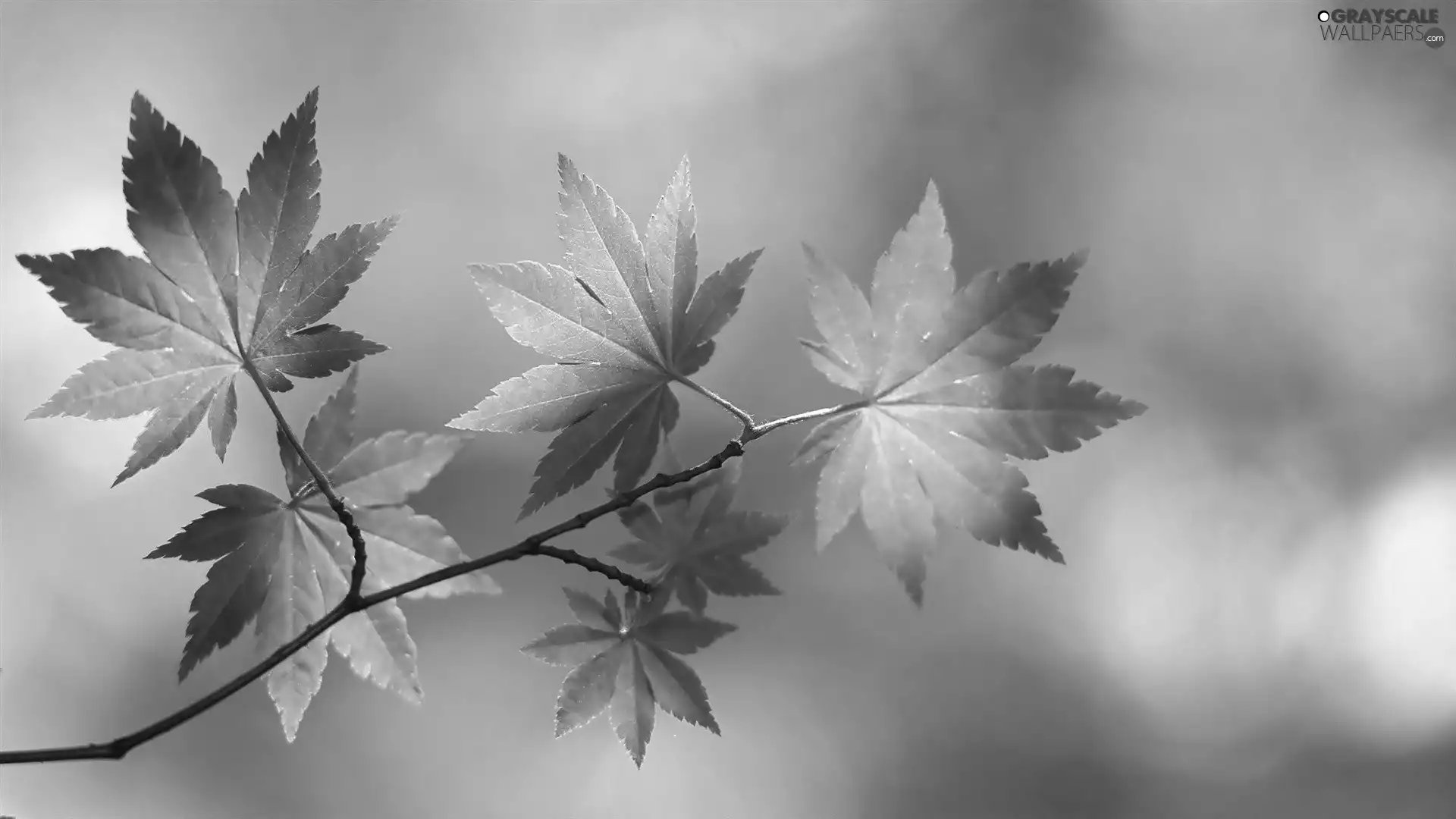 maple, twig, Leaf