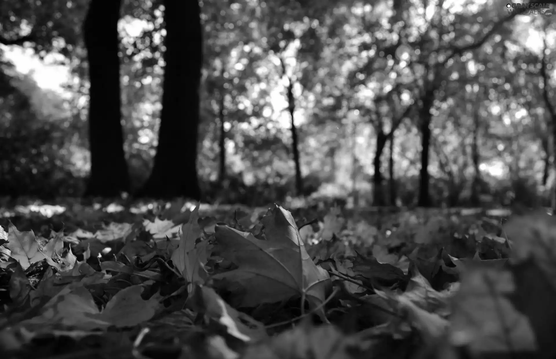 Leaf, maple