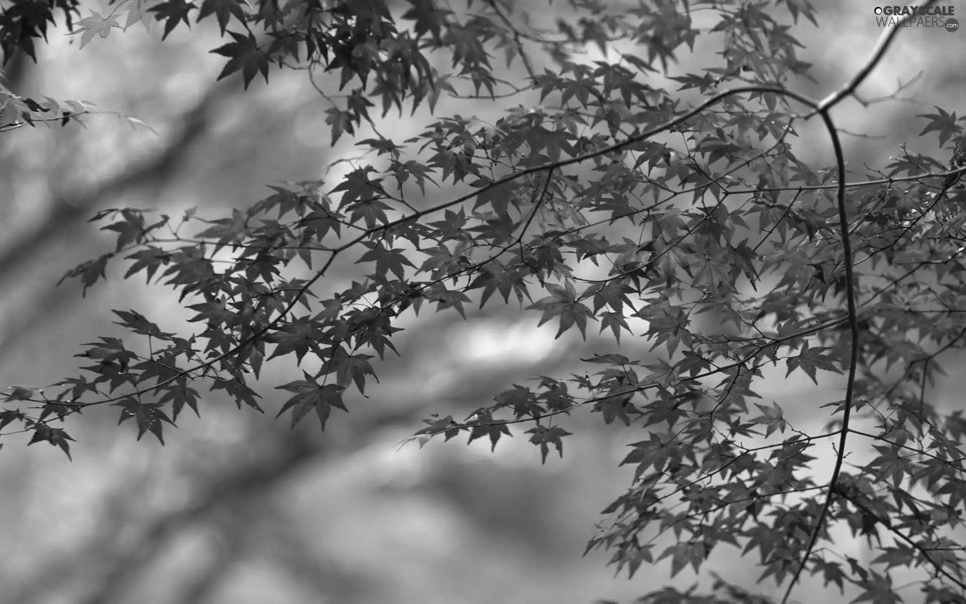 branch pics, Red, maple, Leaf