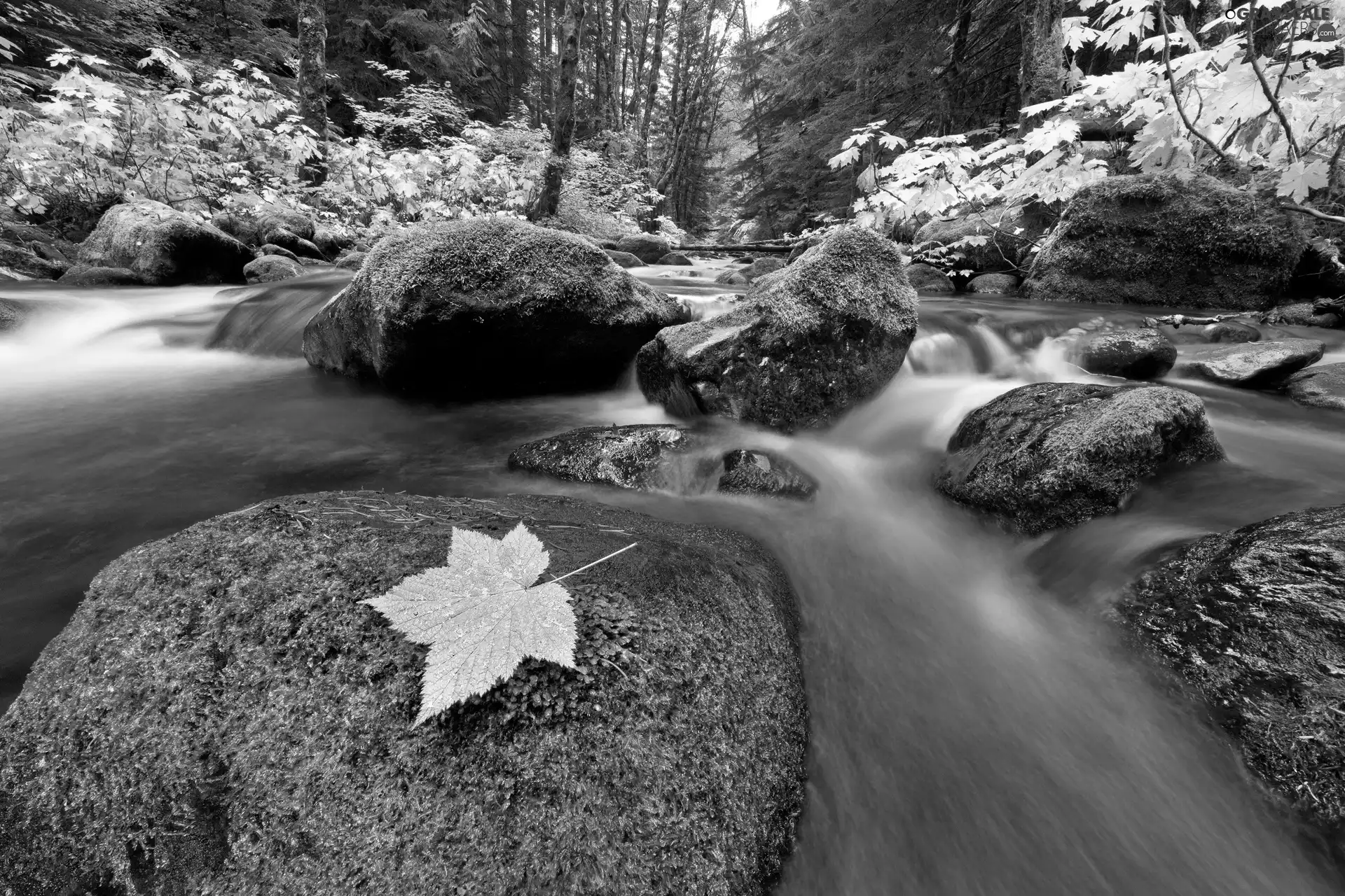 stream, mossy, leaf, maple, River, Stones