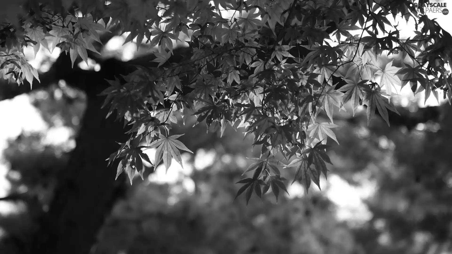 trees, Red, Leaf, maple
