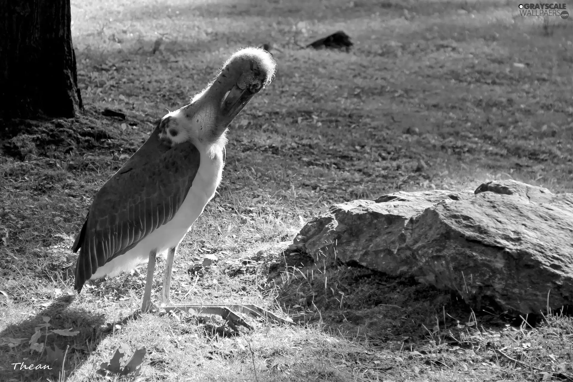stork, marabou