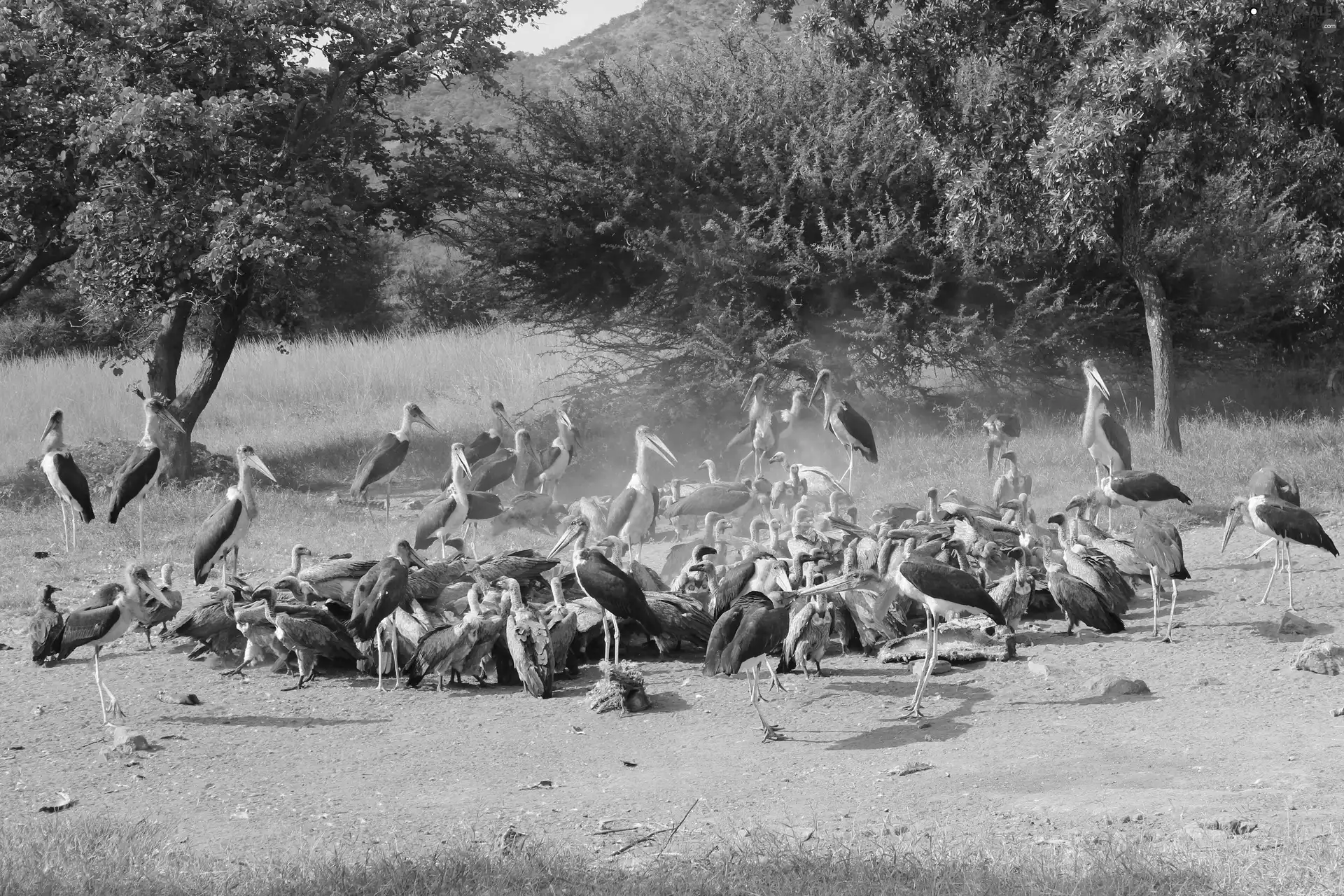 Vultures, marabouts