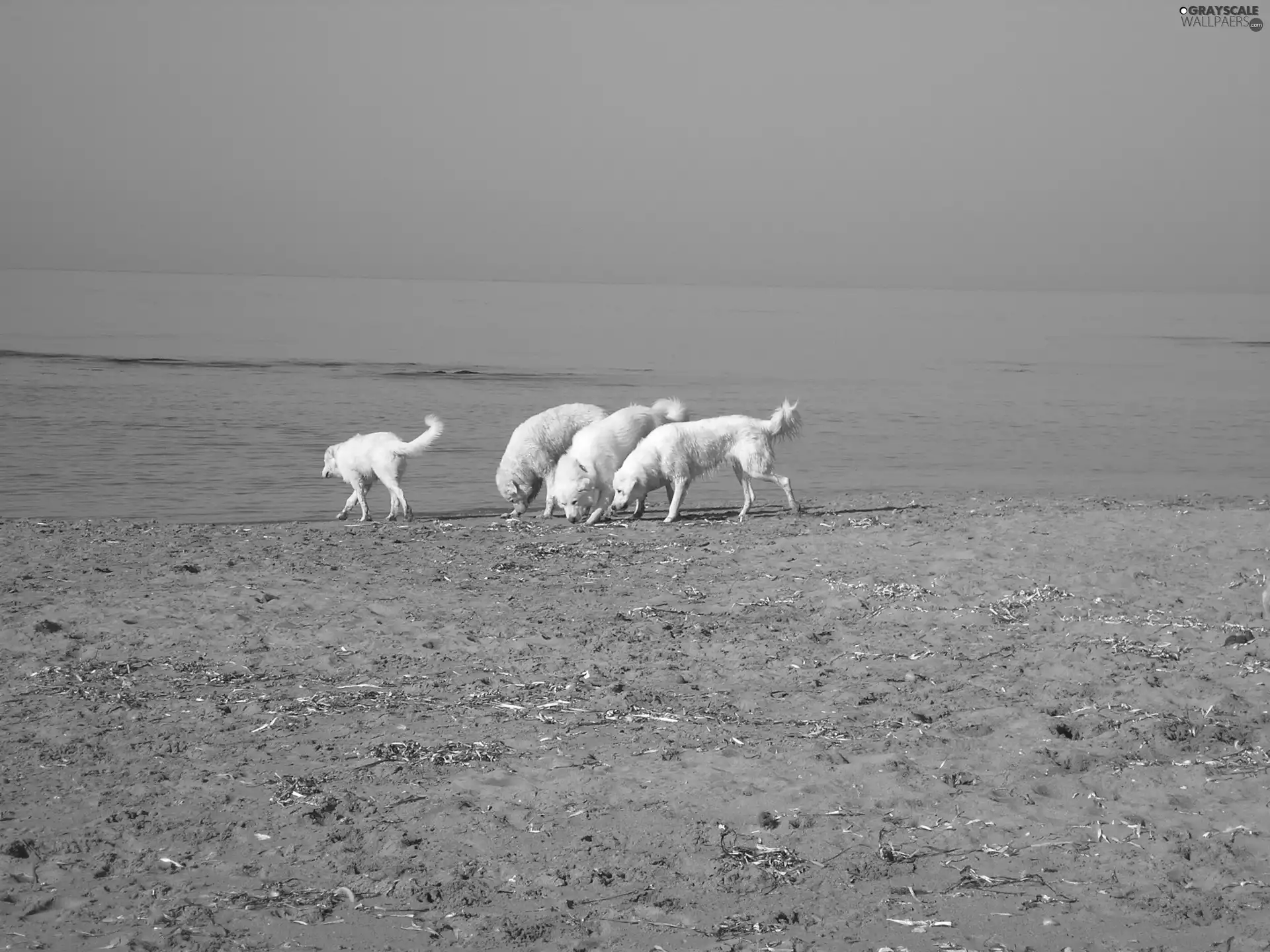 Maremmano-abruzzese, Beaches