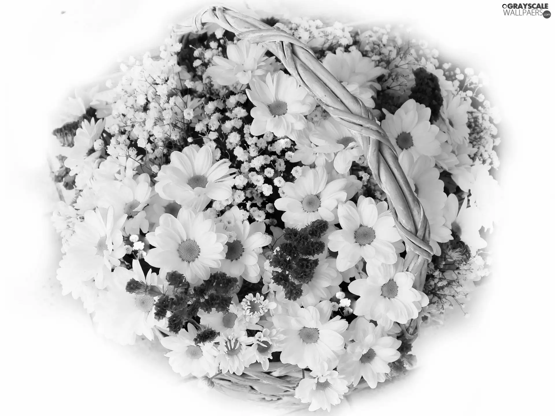 bouquet, white, marguerites, delicate