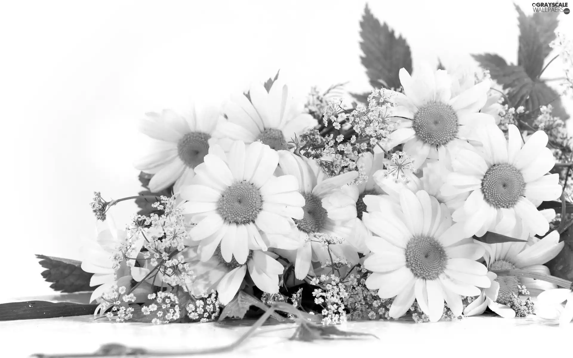 marguerites, bouquet, white