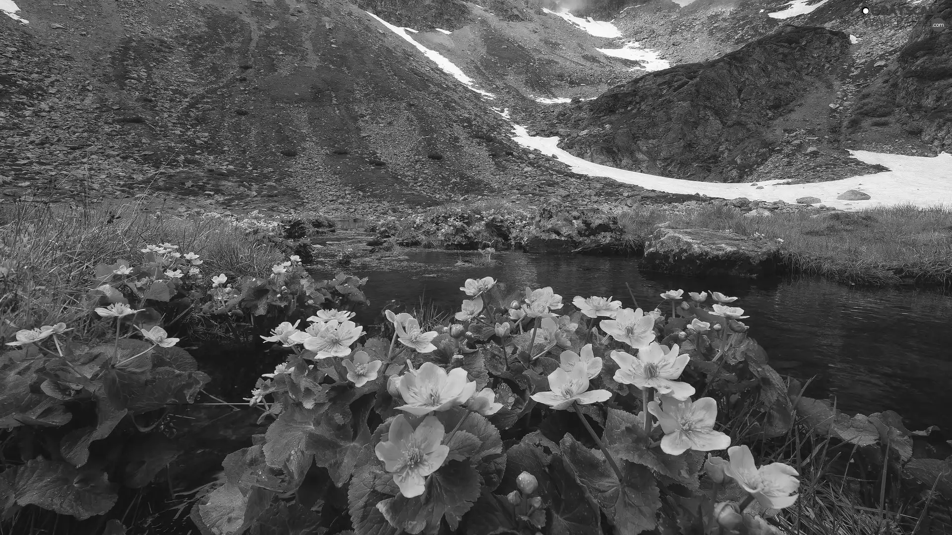 Yellow, snow, Marsh-Marigold, River, Mountains, Flowers, marigolds