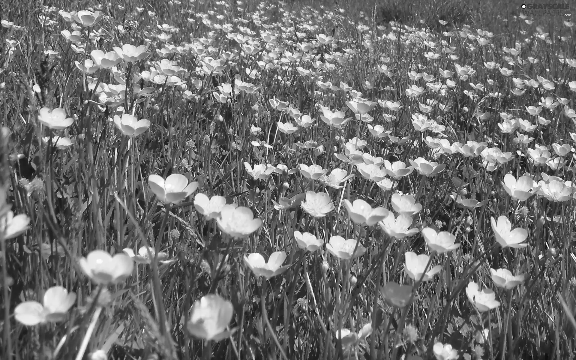 Meadow, marigolds