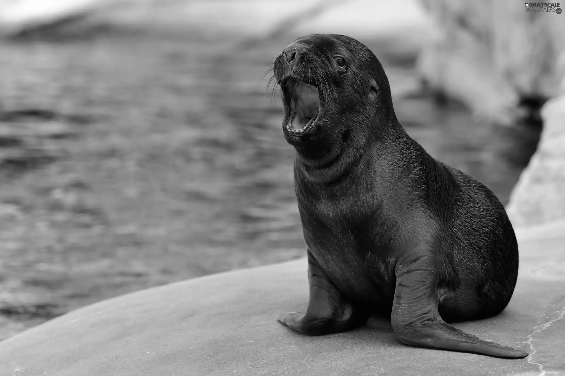 marine, small, Lion