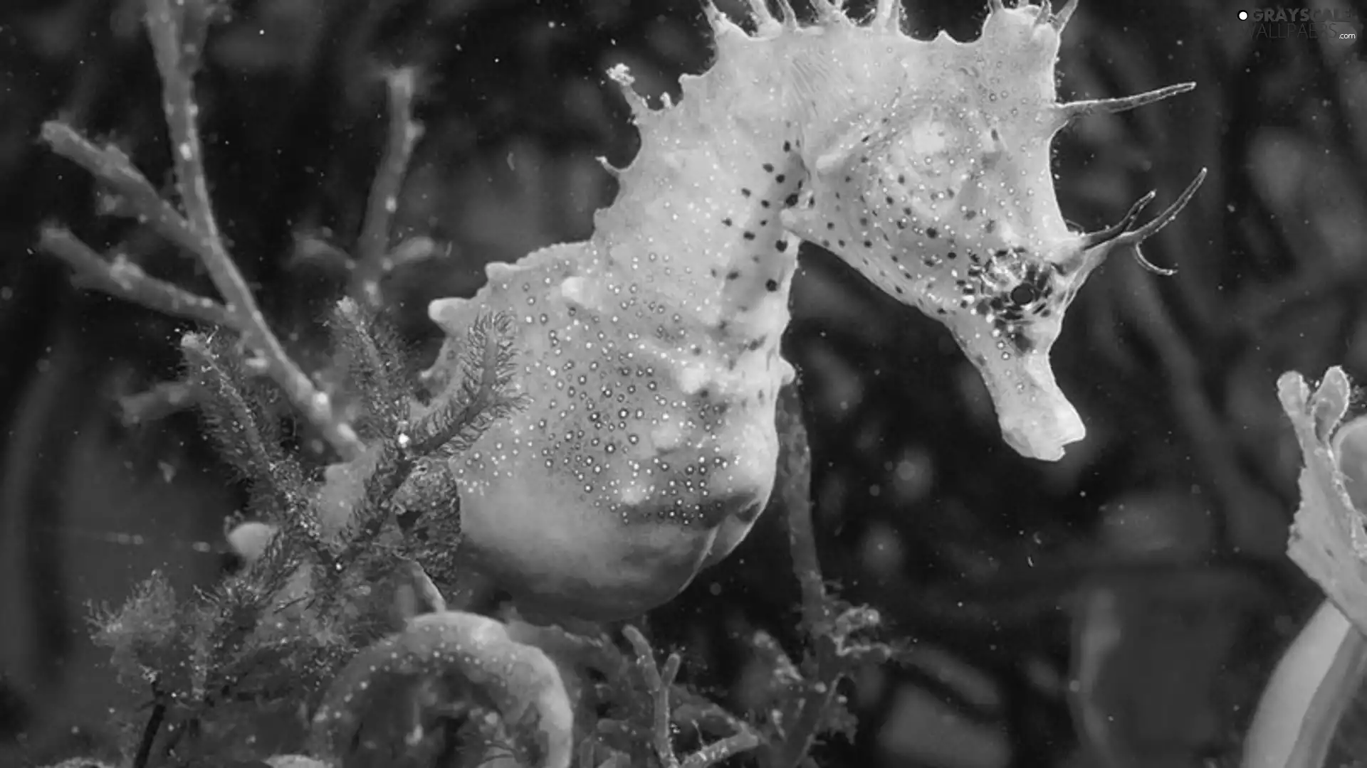 reef, sea-horse, marine