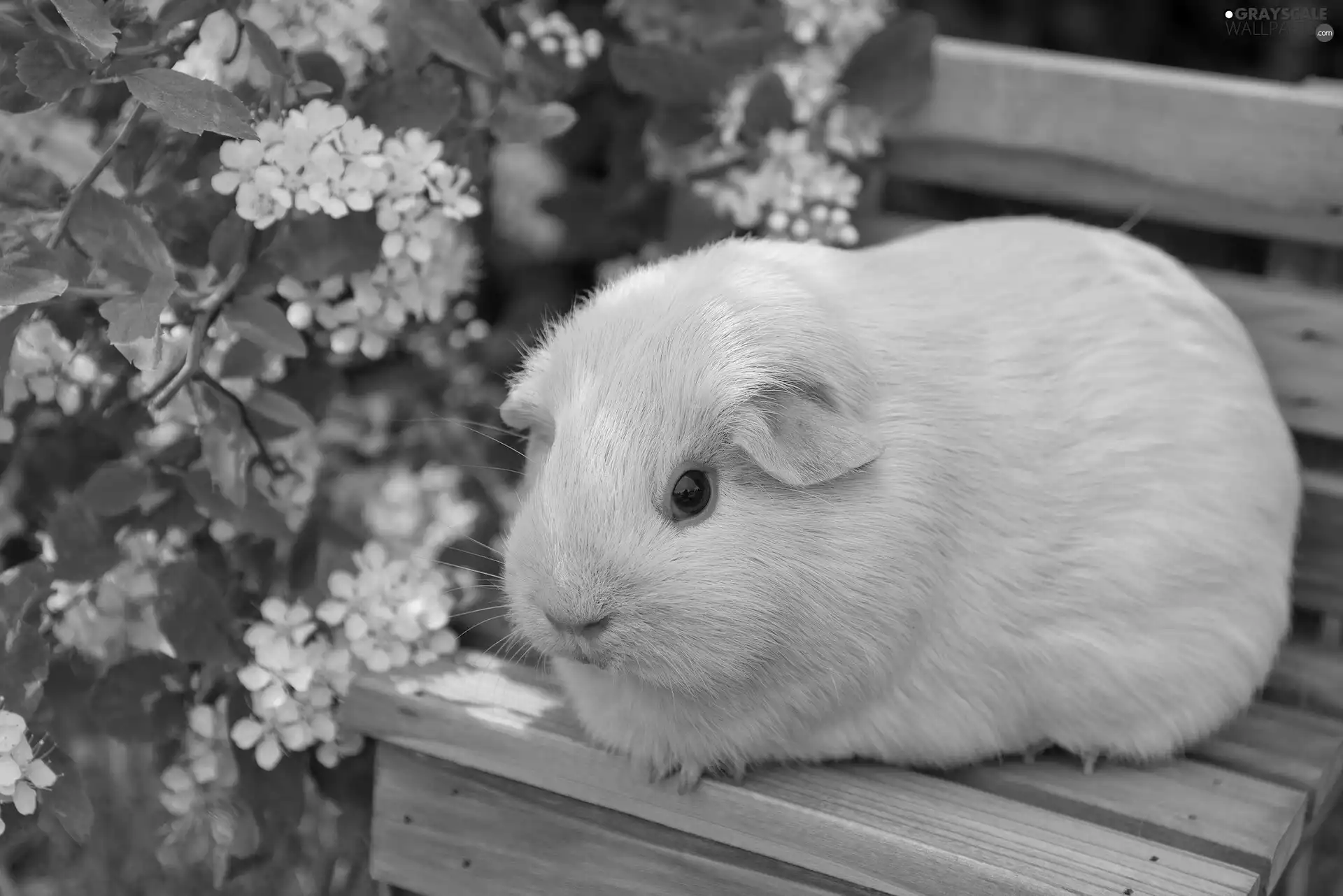 Bench, guinea pig, maritime