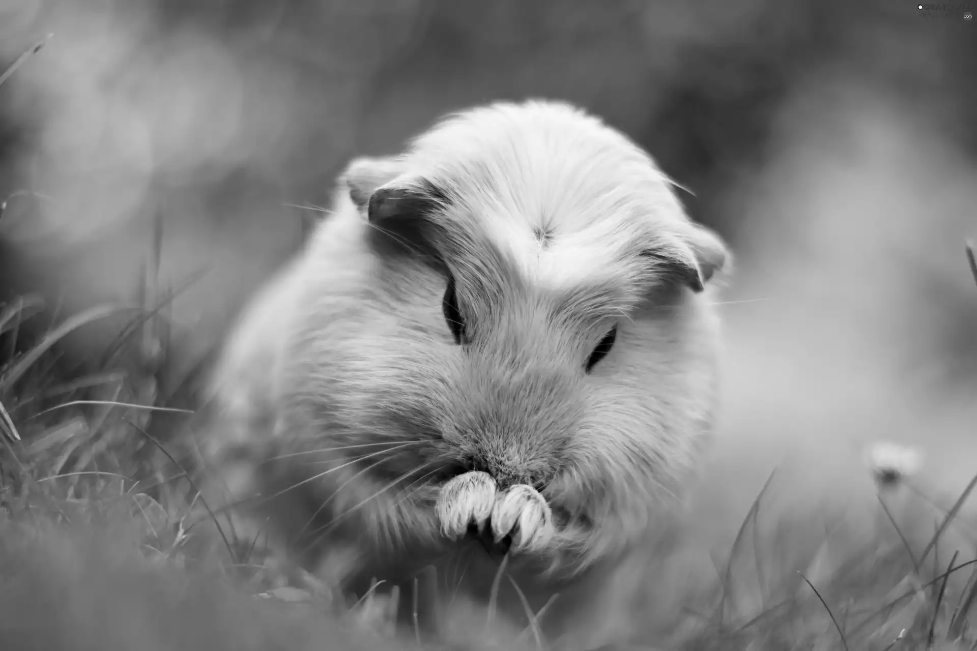 grass, guinea pig, maritime