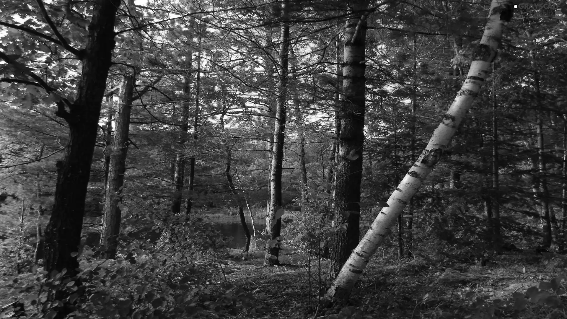 forest, marshland