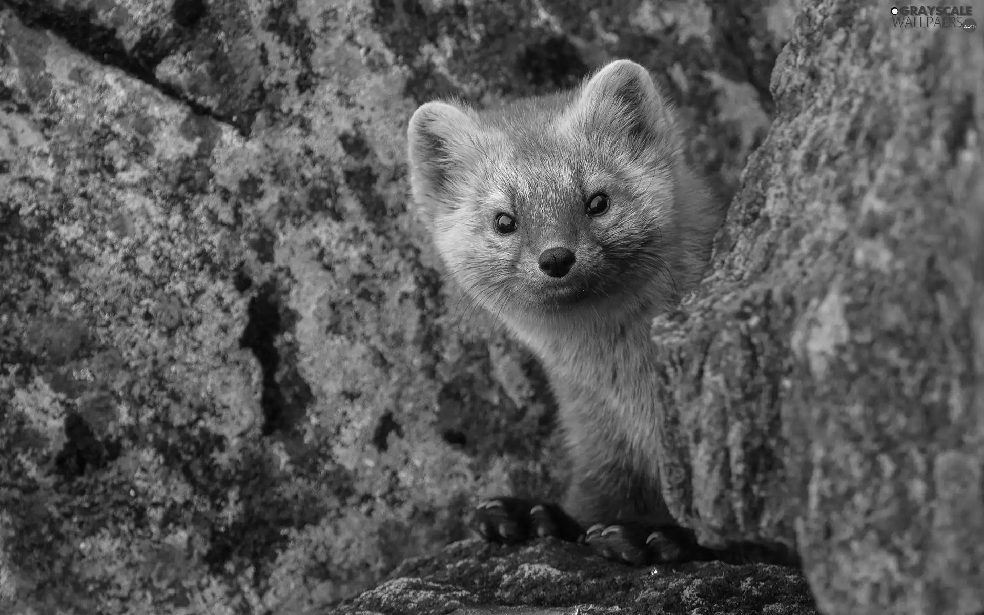 young, marten